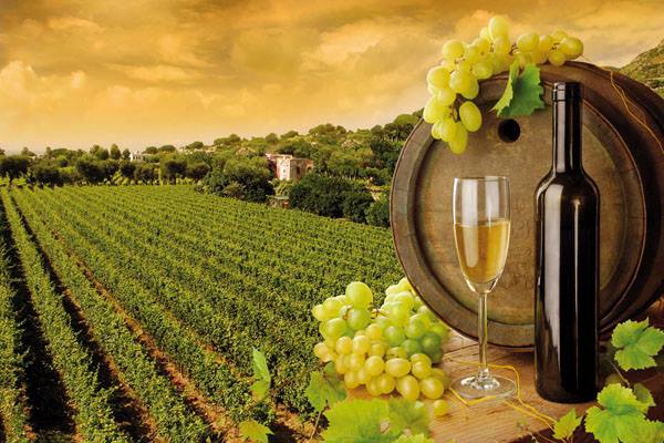 Settore Vitivinicolo: sistema di autorizzazioni